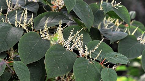 Japanese Knotweed Control Webinar Set Eradicate Invasive Species