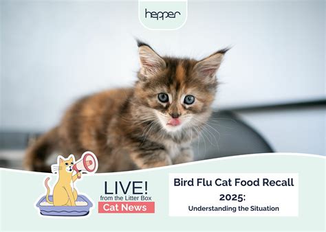 Live From the Litter Box: Bird Flu Cat Food Recall 2025 - Understanding