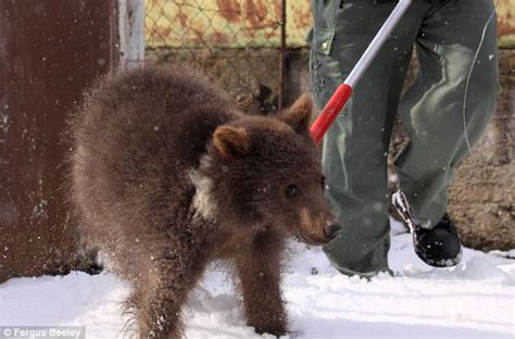 Re Homed And Safe The Moment Rescuers Saved Misha The Adorable Bear