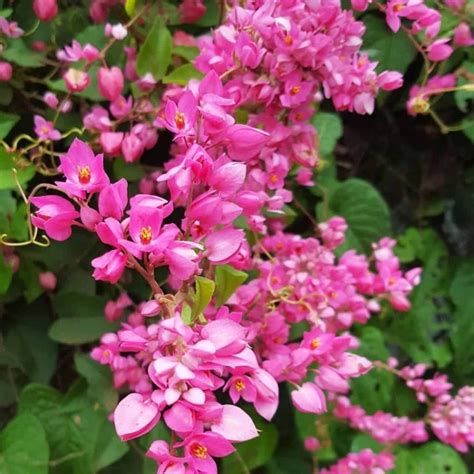 Amor Agarradinho Beleza E Versatilidade Para Seu Jardim Em Uma S