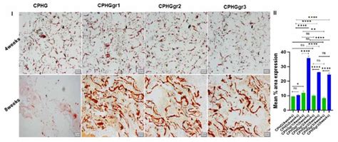 Alizarin Red S Staining Showing The Time Course Of Increasing Calcium