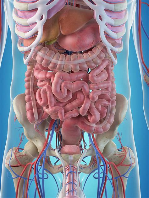 Human Male Anatomy And Internal Organs Model Human Internal Organs