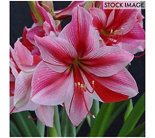 Van Zyverden Amaryllis Gervase Set Of Bulb Qvc Amaryllis