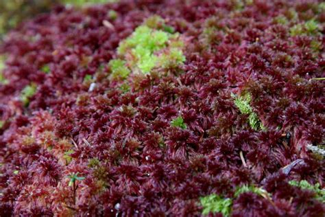 Sphagnum Mos Kopen Panneaux De Jardin Occasion