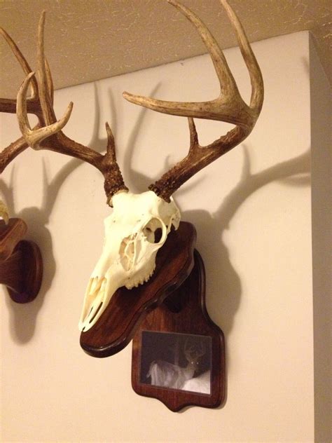 Euro Deer Skull Mount Plaque With Photo Holder Ebay