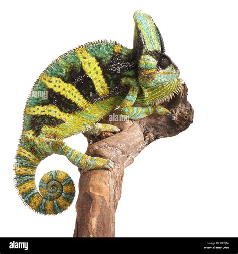 Chameleon Hi Res Stock Photography And Images Alamy