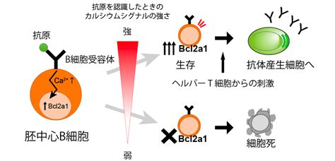 良質な抗体を産生するb細胞が選別される仕組みを解明 Resou