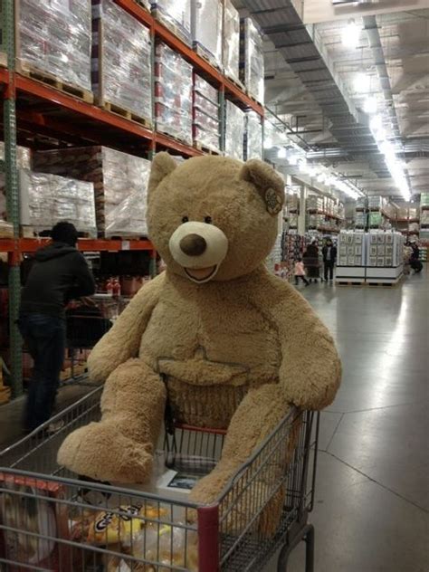 Costco Bear Huge Teddy Bears Large Teddy Bear Giant Teddy Bear Big