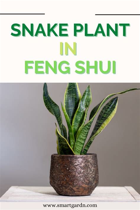 Where To Place The Snake Plant In Feng Shui Feng Shui Indoor Plants