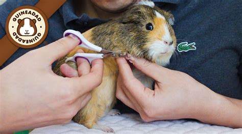 Step By Step Guide On How To Cut Your Guinea Pigs Nails GuineaDad