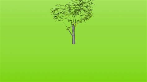 Ash Tree 3d Warehouse