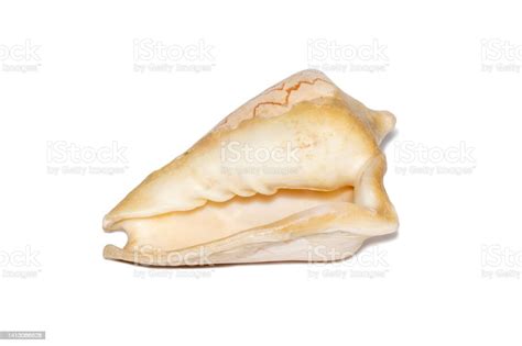 Image Of Andaman Seashell On A White Background Undersea Animals Sea