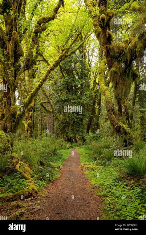 Wa22251 00washington Trail Through Moss Hung Big Leaf Maple Trees In The Quinault Rain