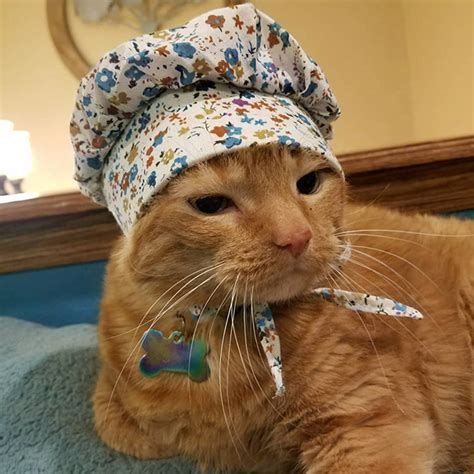 Cat Bonnet Is The Latest Pet Fashion Trend