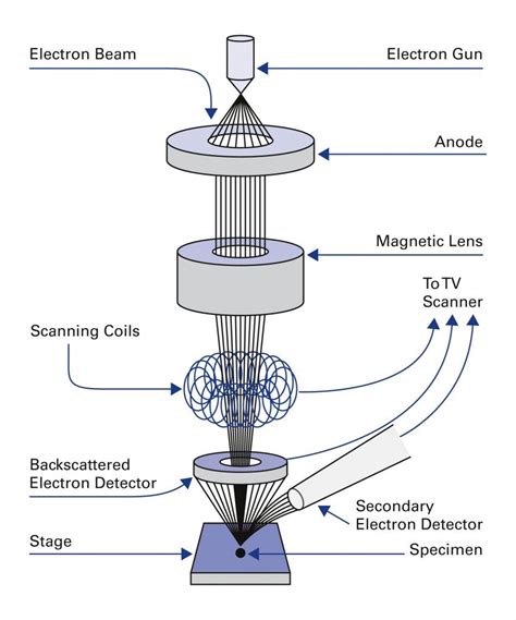 Schematic Diagram Of Transmission Electron Microscope Electr