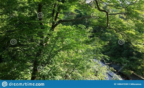 Rboles Y Brotes Hermosos De La Naturaleza En Jap N Foto De Archivo