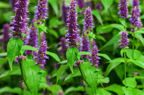 Growing The Scented Herb Garden