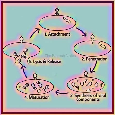 Bacteriophage Reproduction Lytic Cycle The Biotech Notes