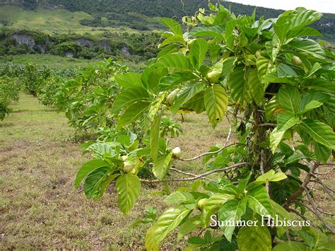 morinda citrifolia tree 2