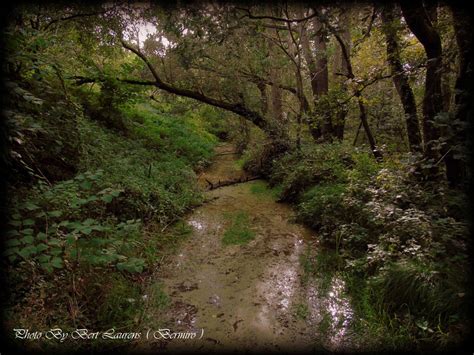 Real forest landscape. by Bermiro on DeviantArt