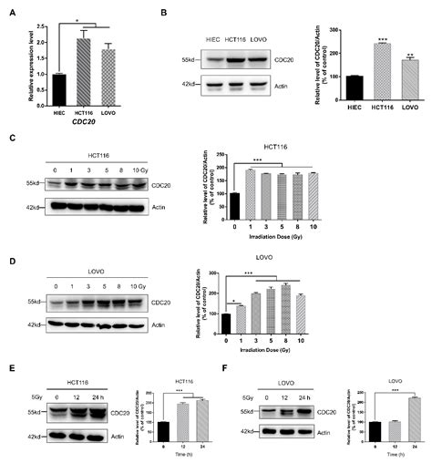 Ijms Free Full Text Downregulation Of Cdc20 Increases