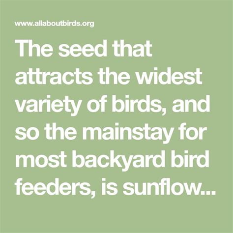 Feeding Birds A Quick Guide To Seed Types Bird Feeders Backyard