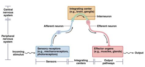 The PNS Nerves And ANS Flashcards Quizlet