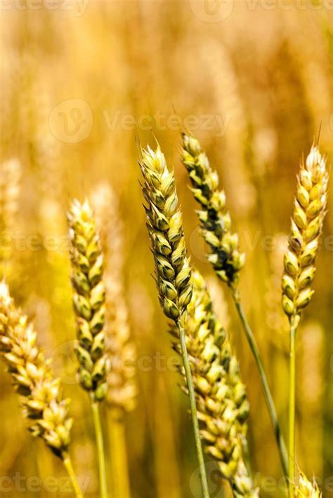 Rye Ear Close Up Stock Photo At Vecteezy