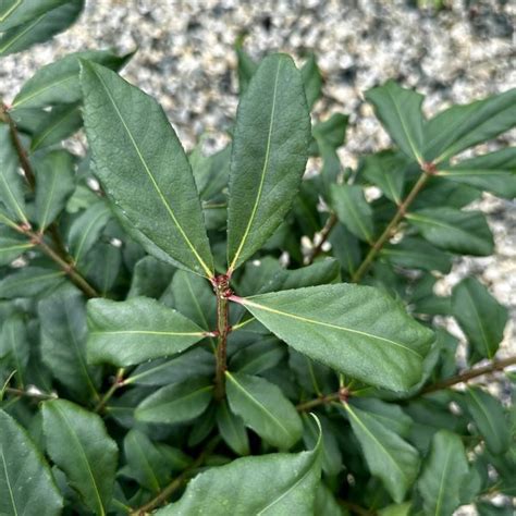 Euonymus Alatus ‘little Moses Piedmont Carolina Nursery