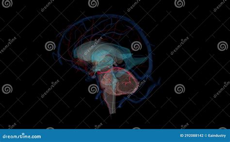 The Superior Cerebellar Artery (SCA) is an Artery of the Head Stock ...