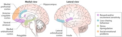 Medial Prefrontal Cortex