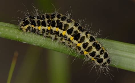 Zygaena Lonicerae Pathpiva