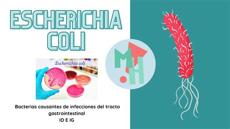 ESCHERICHIA COLI BACTERIAS CAUSANTES DE INFECCIONES DEL TRACTO