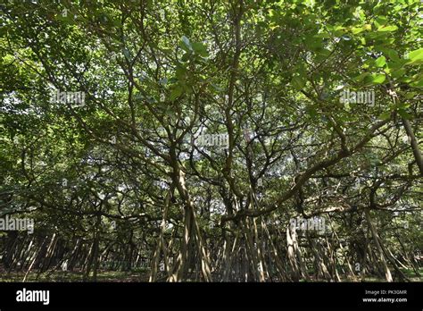 The Great Banyan Ficus Benghalensis Tree At The Ajc Bose Indian