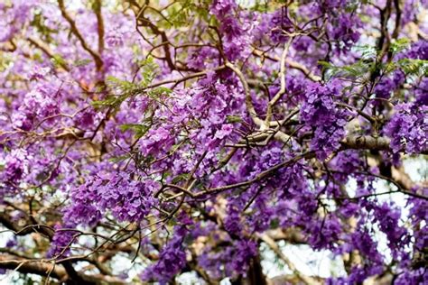 19 Beautiful Trees With Purple Flowers For A Colorful Landscape