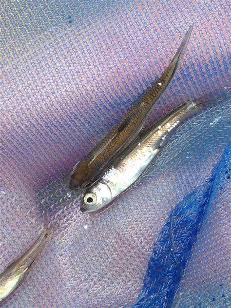 Bigeye Chub Fishes Of The Upper Green River Ky · Inaturalist