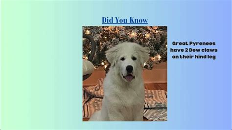 Did You Know Great Pyrenees Have Two Dew Claws Youtube