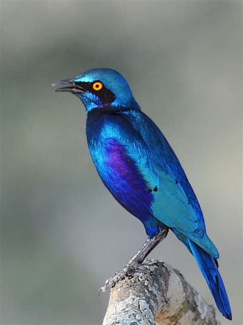 Estorninho Grande Dorelha Azul Greater Blue Eared Glossy Starling