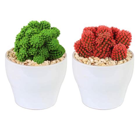 Costa Farms Holiday Desert Gems Cacti Red Or Green Indoor Plant In 4 In White Euro Ceramic Avg