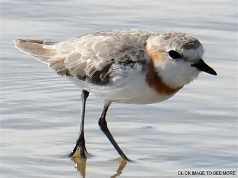 Chestnut-banded Plover