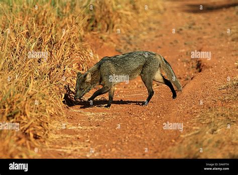 Crab Eating Fox Common Zorro Cerdocyon Thous Dusicyon Thous On The