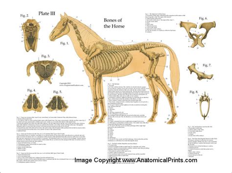 Horse Skeletal System Poster Clinical Charts And Supplies