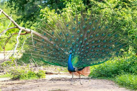 Yala National Park Peacock