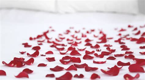 5 Ideas to Decorate a Bed with Rose Petals – Rosaholics