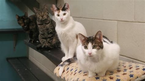 New cat contraception method using gene therapy could help manage feral ...