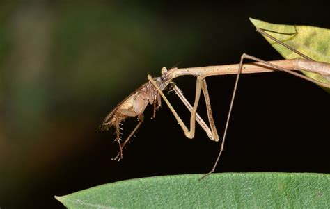 Free Photo Stick Insect Walking Stick Insect Free Image On Pixabay