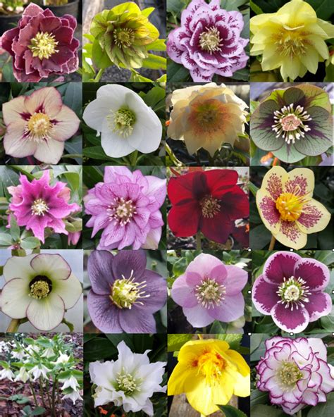 Hellebore Plants Assorted Double And Single Mixed Farmyard Nurseries