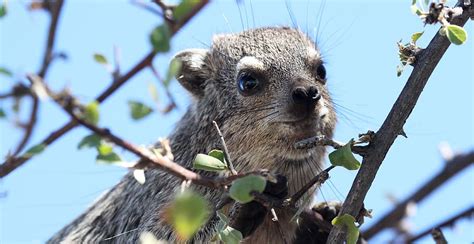 Online Crop Hd Wallpaper Hyrax Tree Namibia Animal One Animal