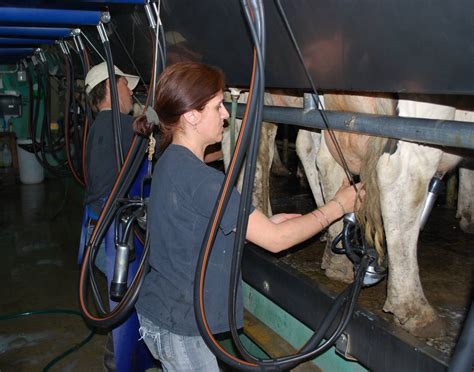En el "Día del Tambero", desde el establecimiento modelo de INTA