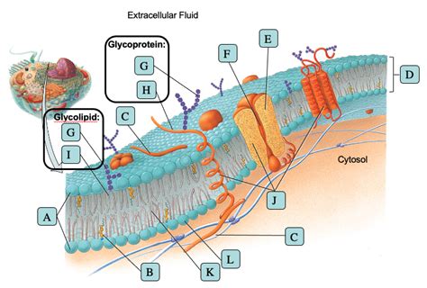 Phospholipid Bilayer Structure Diagram Quizlet